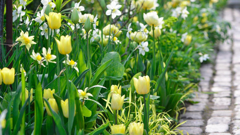 gule-tulipaner-claus-dalby